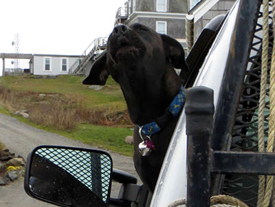 Vida barking in truck